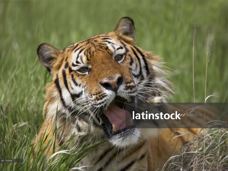 Tigre siberiano (Panthera tigris altaica), el bostezo, en peligro de extinción, originaria de Siberi