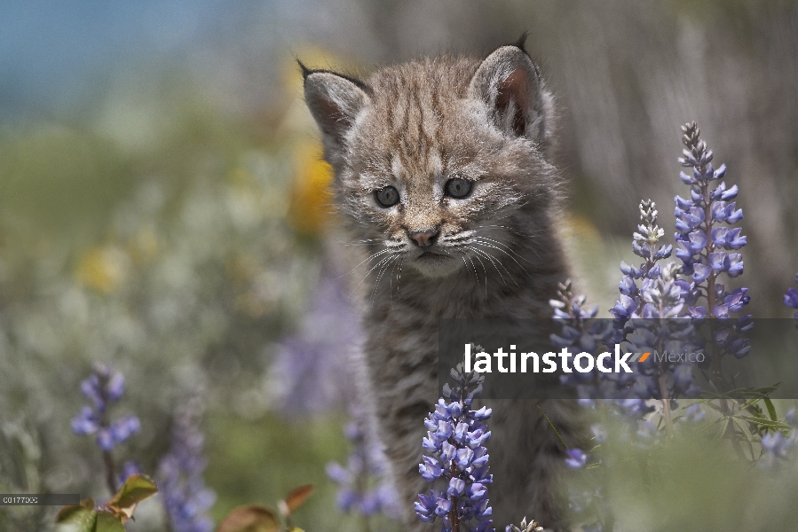 Gatito de Bobcat (Lynx rufus) en medio de altramuz (Lupinus sp), América del norte