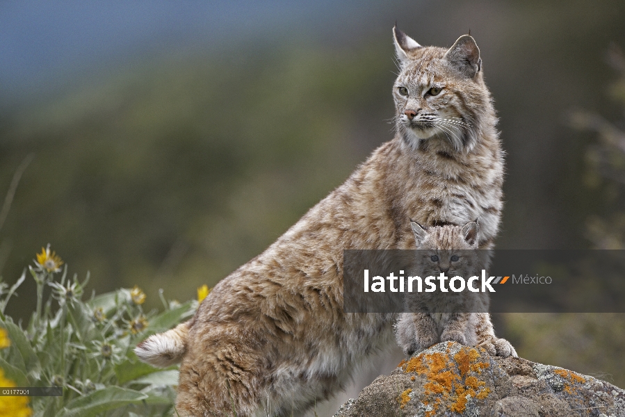 Madre de Bobcat (Lynx rufus) y el gatito, América del norte