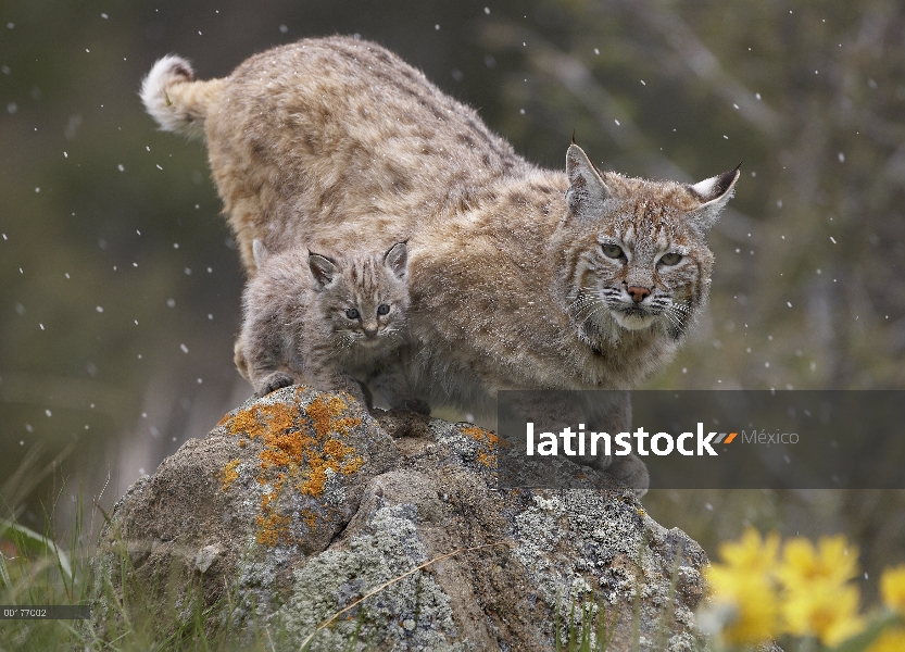 Madre de Bobcat (Lynx rufus) y el gatito en la nieve, América del norte