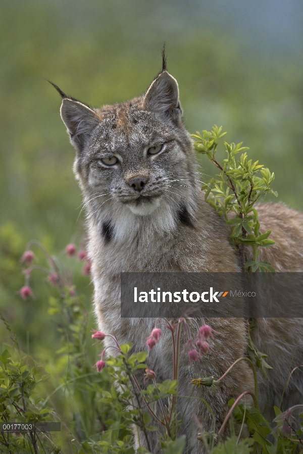 Retrato del lince del Canadá (Lynx canadensis), América del norte