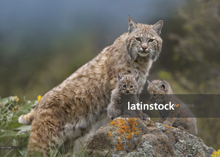 Madre de Bobcat (Lynx rufus) y gatitos, América del norte