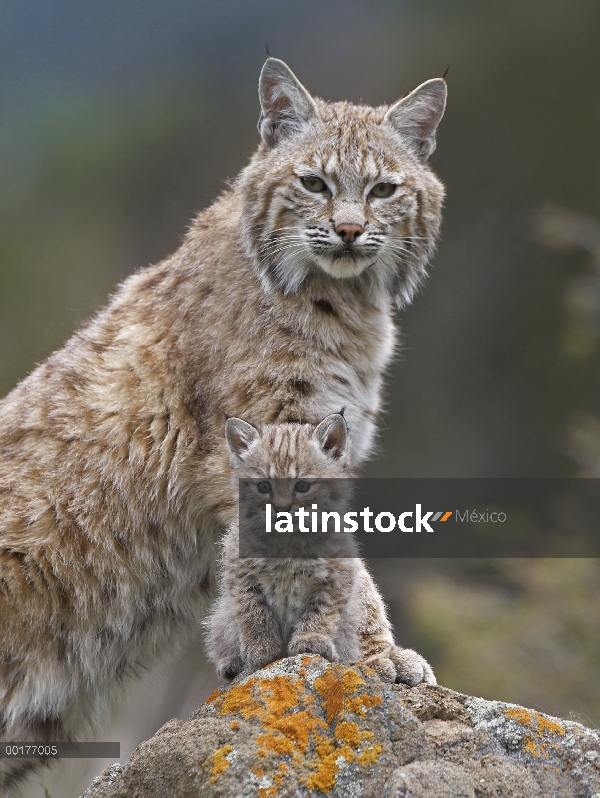 Madre de Bobcat (Lynx rufus) y el gatito, América del norte