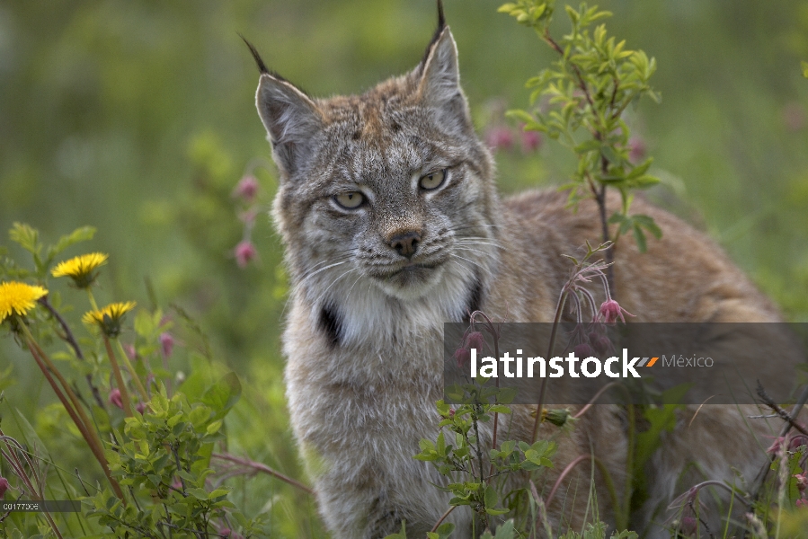 Retrato del lince del Canadá (Lynx canadensis), América del norte