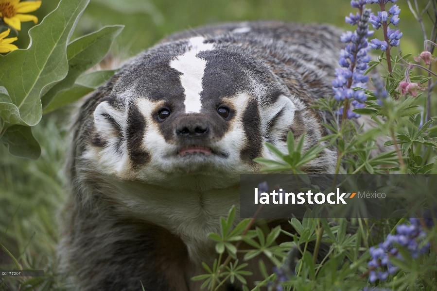 Tejón americano (Taxidea taxus) en medio de altramuz (Lupinus sp), América del norte