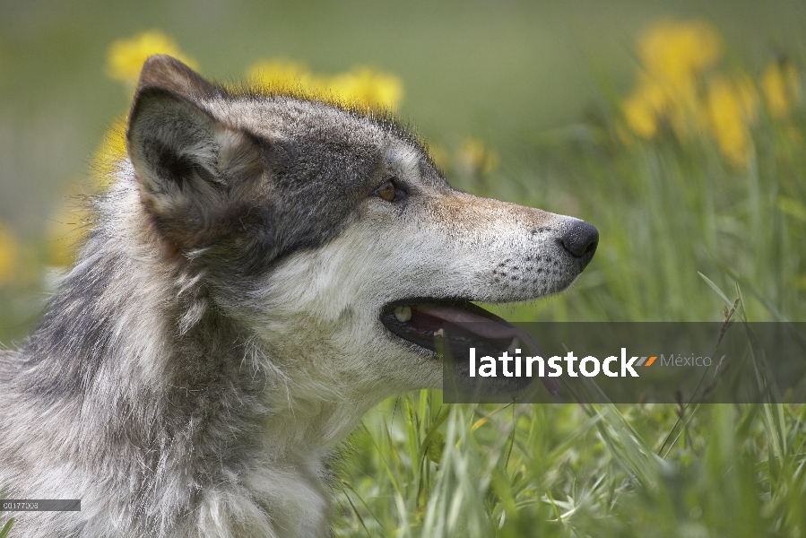 Gris de Perfil de lobo (Canis lupus), América del norte