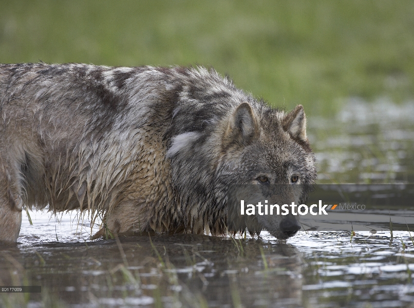 Gris de lobo (Canis lupus) en agua, América del norte