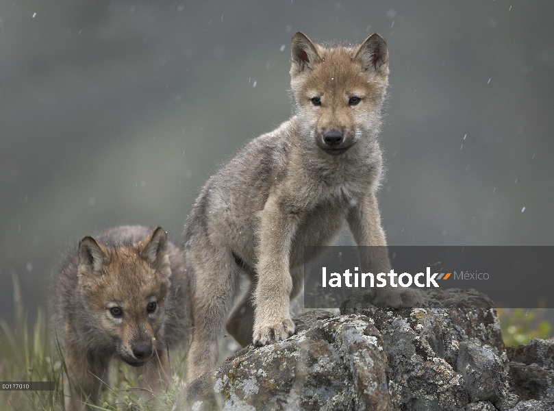 Cachorros de lobo gris (Canis lupus) en luz Nevada, América del norte