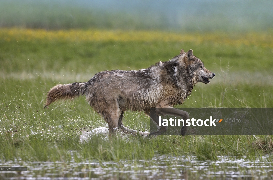 Lobo gris (Canis lupus) funcionando a través del agua, América del norte