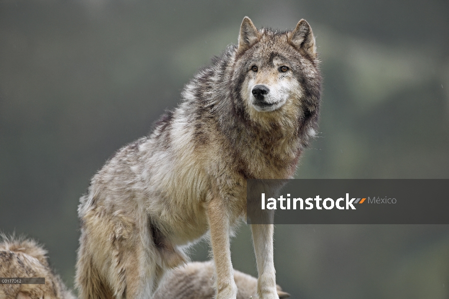 Lobo gris (Canis lupus), América del norte