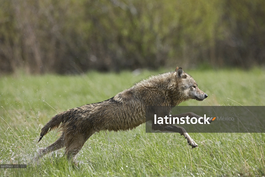 Lobo gris (Canis lupus) funcionando a través del agua, América del norte