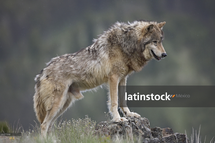 Lobo gris (Canis lupus), América del norte