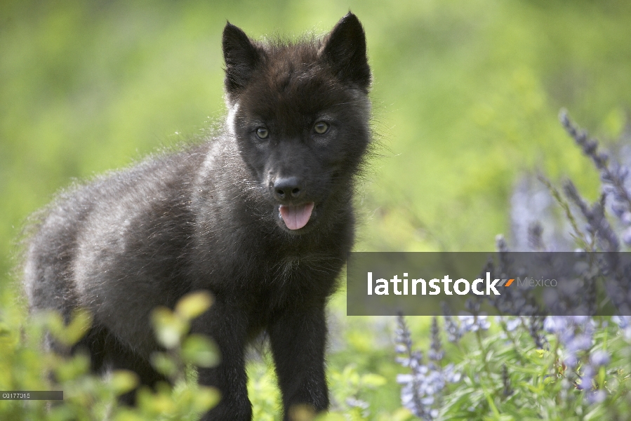 Gris cachorro de lobo (Canis lupus), América del norte