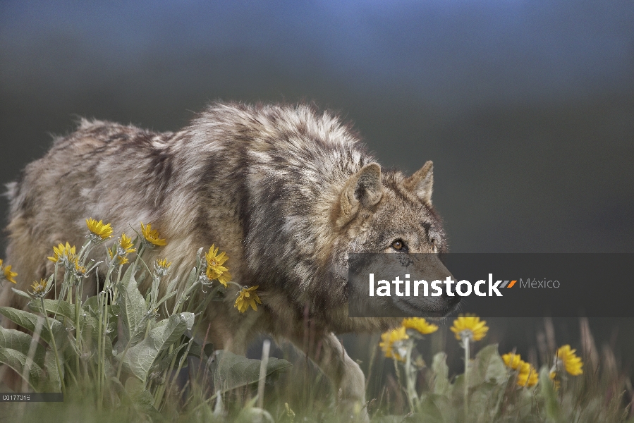 Lobo gris (Canis lupus), acecho, América del norte