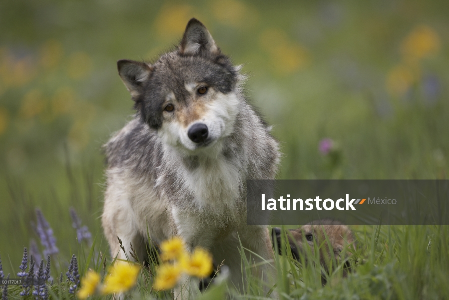 Gris de lobo (Canis lupus) con cachorro en hierba alta, América del norte