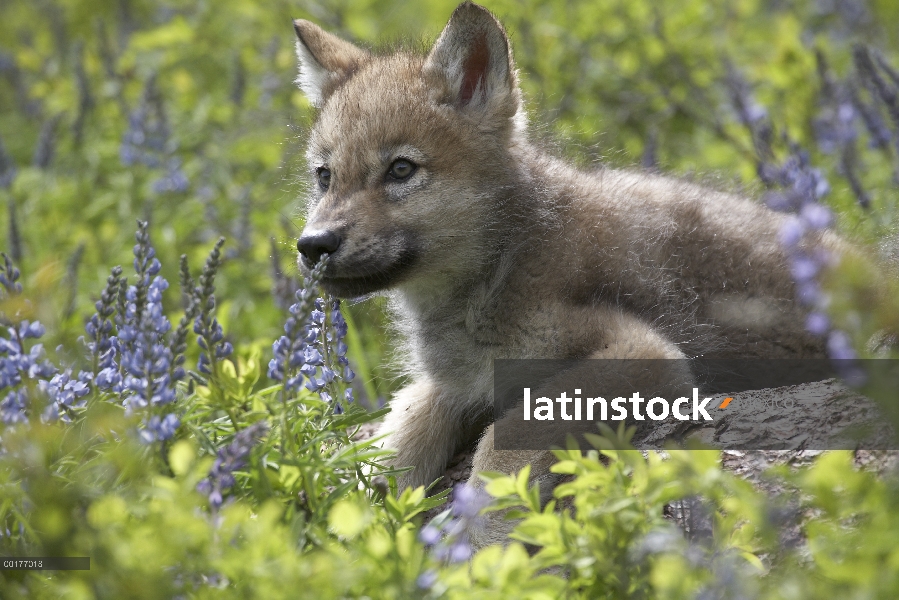 Gris cachorro de lobo (Canis lupus) en medio de altramuz (Lupinus sp), Norte América