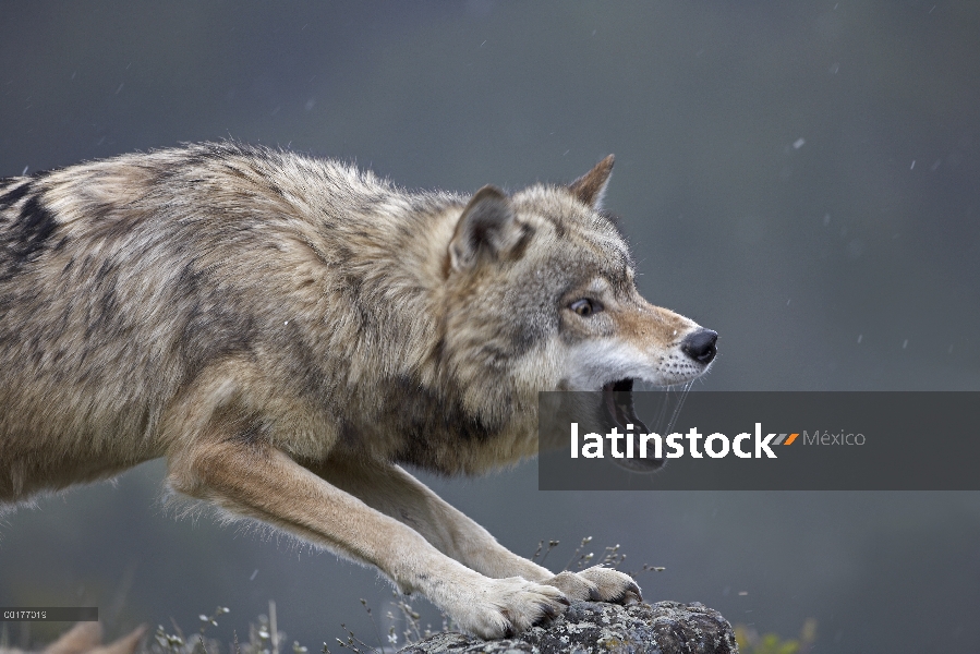 Lobo gris (Canis lupus) tironeo, América del norte