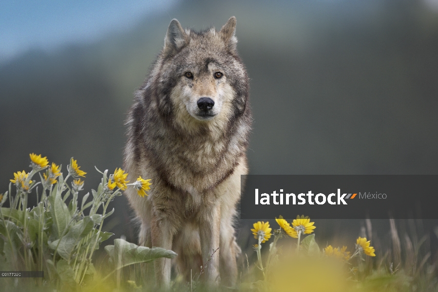 Lobo gris (Canis lupus), América del norte