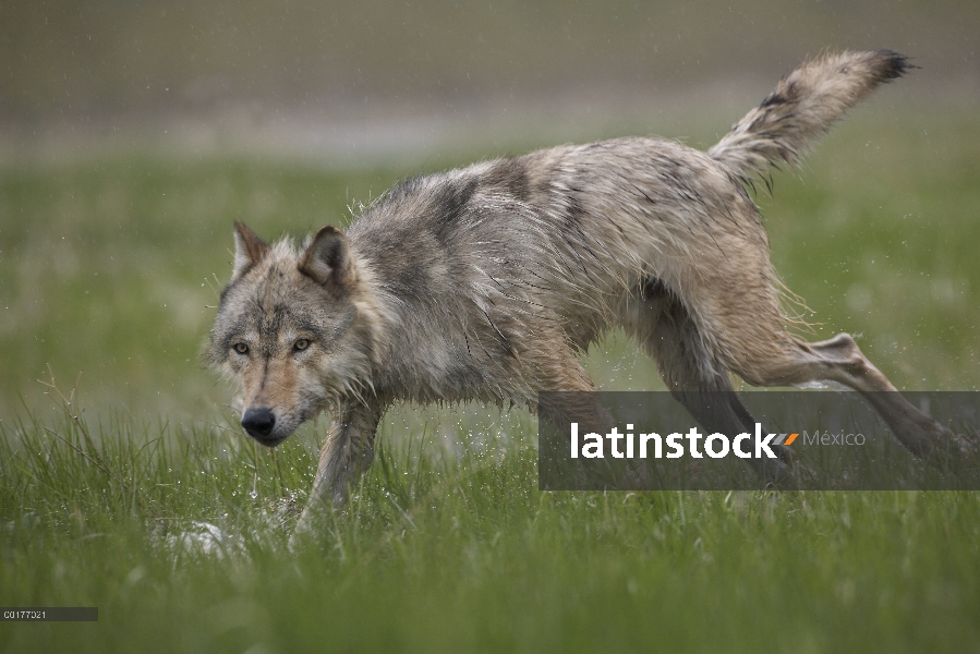 Lobo gris (Canis lupus) en ejecución, América del norte