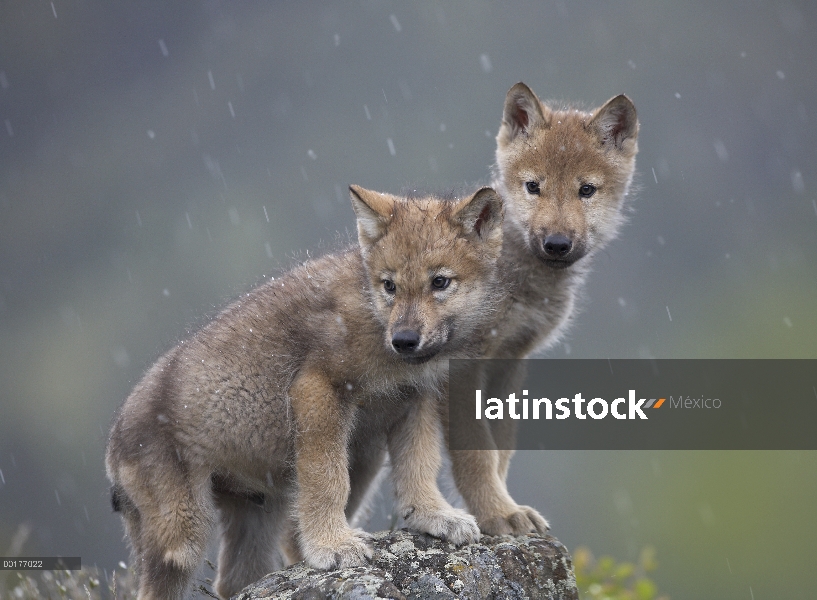 Cachorros de lobo gris (Canis lupus) en luz Nevada, América del norte