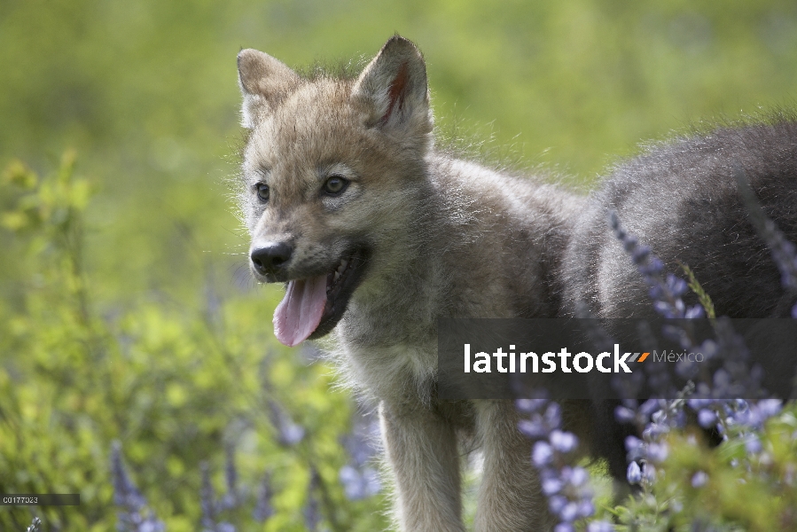 Cachorro de lobo gris (Canis lupus), jadeando, América del norte