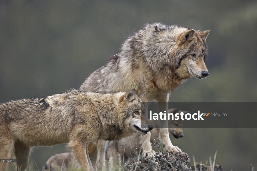 Grupo lobo gris (Canis lupus), América del norte