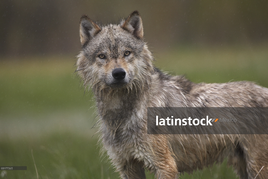 Lobo gris (Canis lupus), América del norte