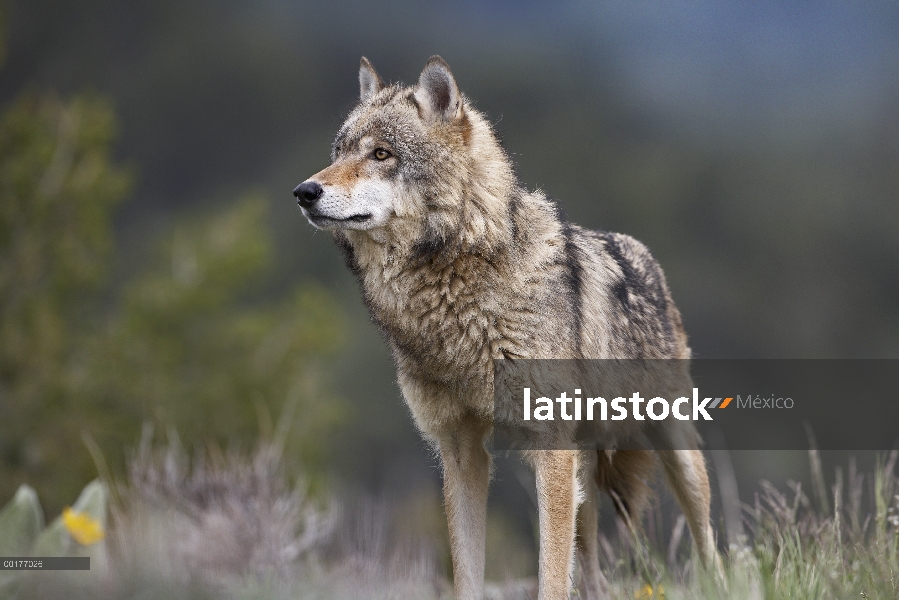 Lobo gris (Canis lupus), América del norte