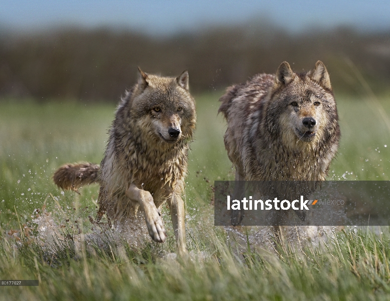 Gris par de lobo (Canis lupus) que funciona a través del agua, América del norte