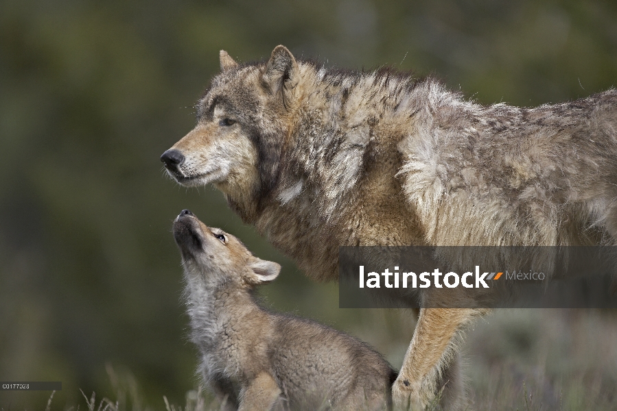 Gris de lobo (Canis lupus) con cachorro, América del norte