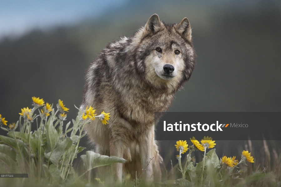 Lobo gris (Canis lupus), América del norte