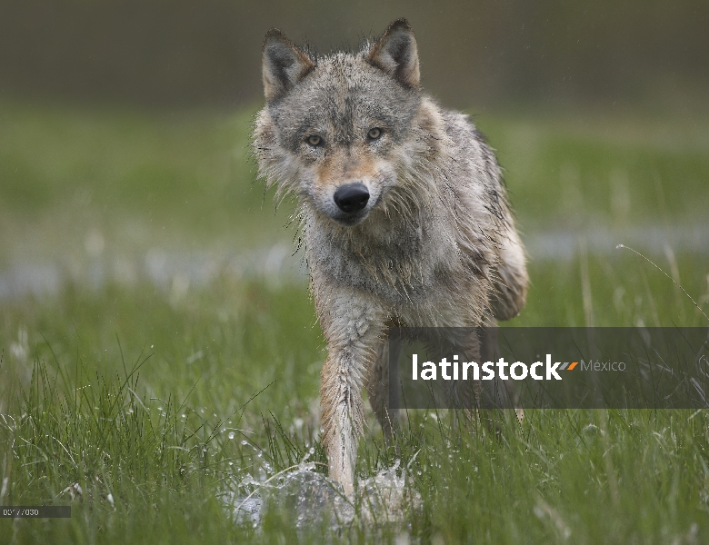 Lobo gris (Canis lupus), caminando a través del agua, América del norte