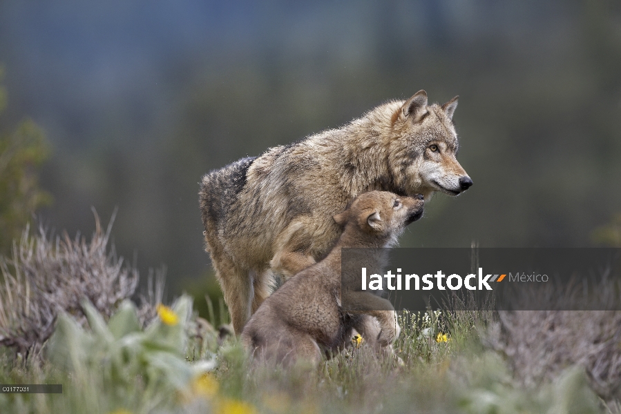 Gris de lobo (Canis lupus) con petición pup, América del norte