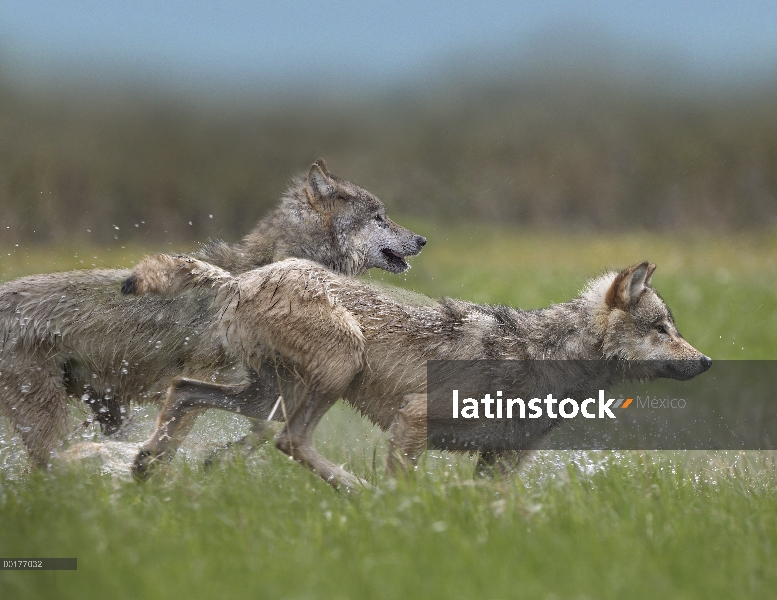 Gris par de lobo (Canis lupus) que funciona a través del agua, América del norte