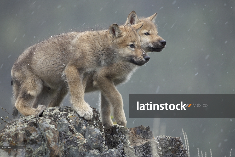 Cachorros de lobo gris (Canis lupus) en luz Nevada, América del norte