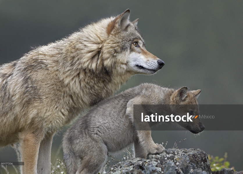 Gris de lobo (Canis lupus) con cachorro, América del norte