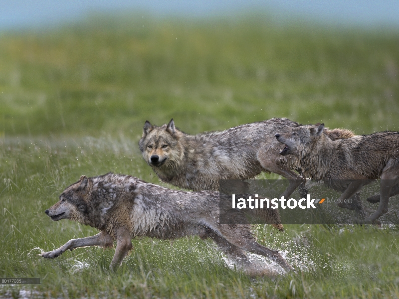 Trío de lobo gris (Canis lupus) funcionando a través del agua, América del norte