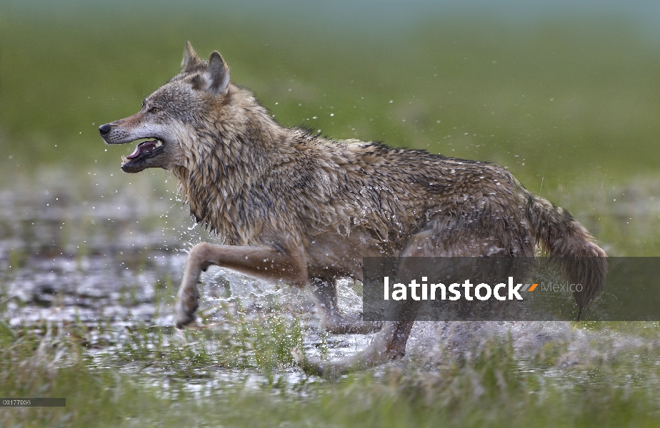 Lobo gris (Canis lupus) funcionando a través del agua, América del norte