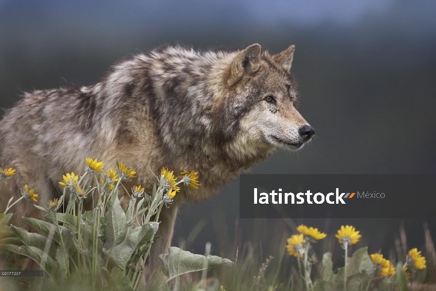 Lobo gris (Canis lupus), América del norte