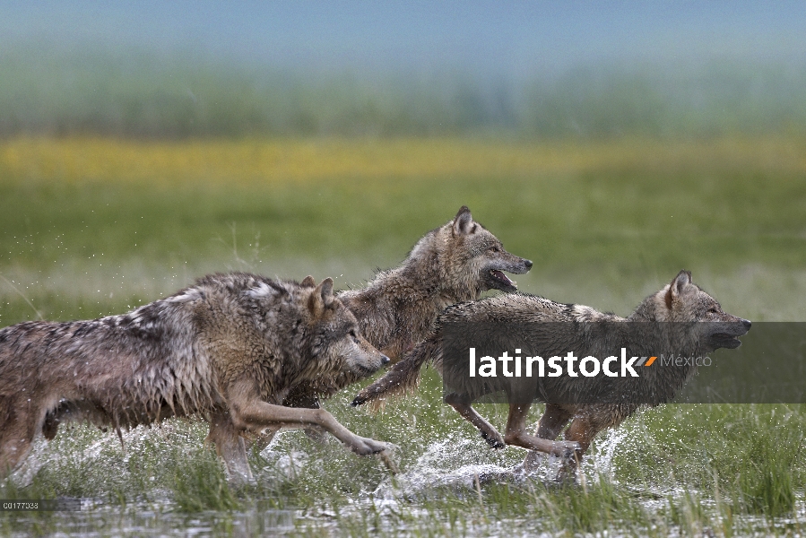 Trío de lobo gris (Canis lupus) funcionando a través del agua, América del norte