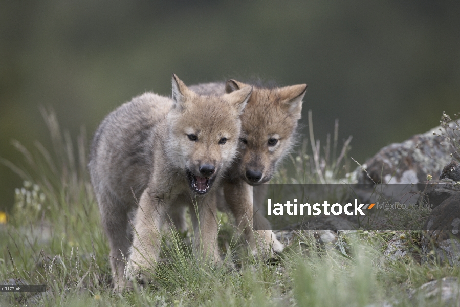 Gris de crías de lobo (Canis lupus), América del norte