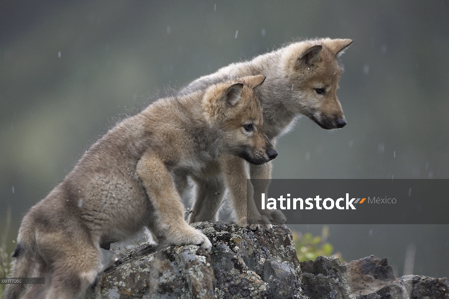 Cachorros de lobo gris (Canis lupus) con nieve que cae, América del norte