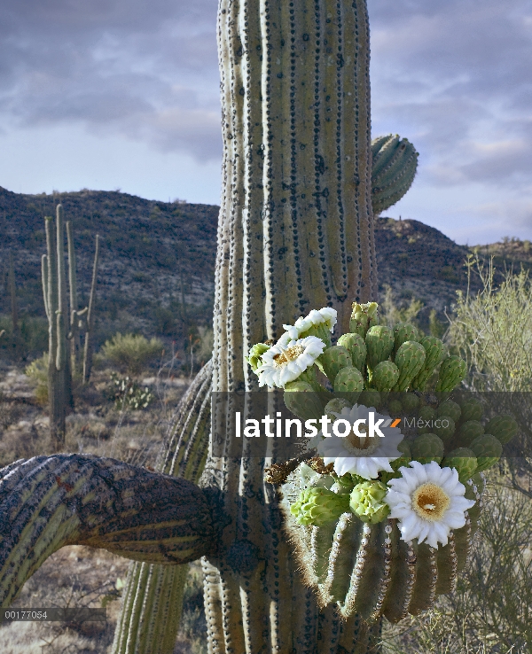 Cactus Saguaro (Carnegiea gigantea) blooming, el Parque Nacional Saguaro, Arizona