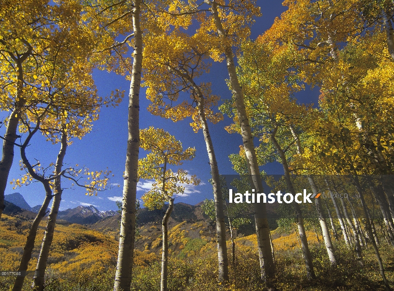 Quaking Aspen (Populus tremuloides) en colores de otoño y Maroon Bells, Elk montañas, desierto de Sn