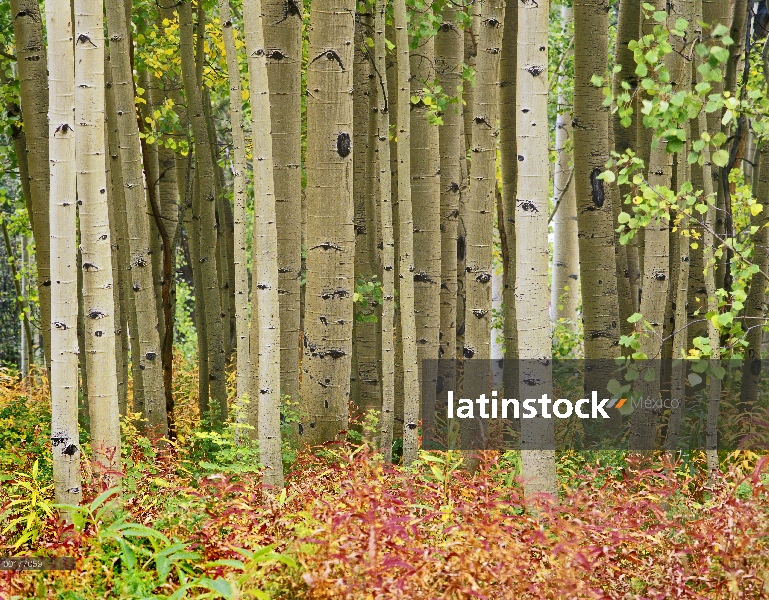 Quaking Aspen (Populus tremuloides) árboles y epilobio (Chamerion angustifolium), colegiado picos Wi