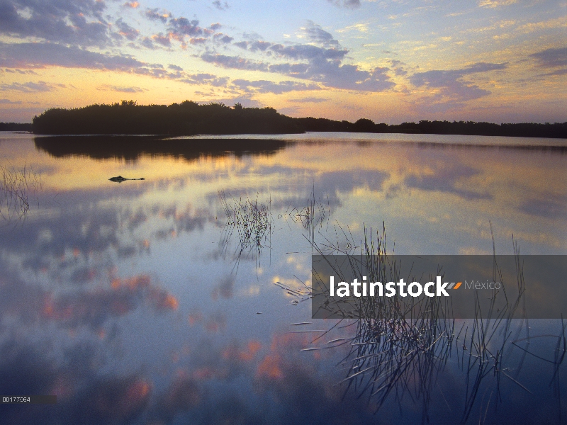 Aligátor Americano (Alligator mississippiensis) flotando en el estanque de Paurotis, Parque Nacional