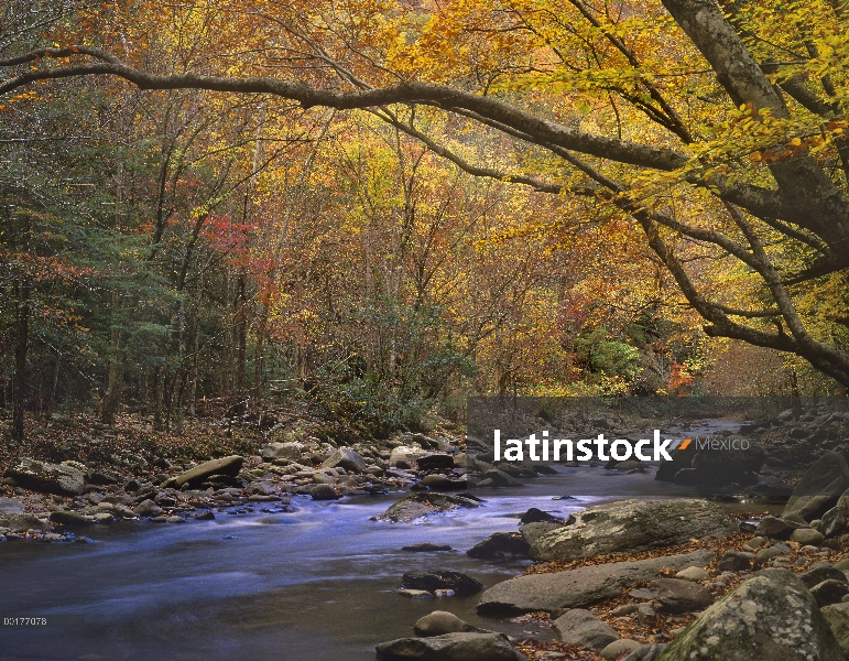 Pequeño río que fluye a través de bosque de otoño, Parque nacional Great Smoky, Tennessee