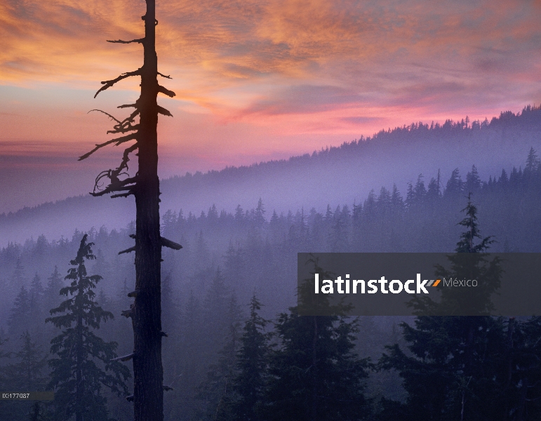 Puesta de sol sobre el bosque, Parque Nacional del Lago Crater, Oregon