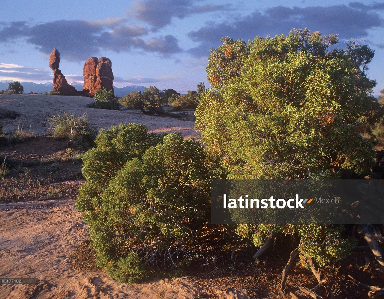 Enebro de Utah (Juniperus osteosperma) y Balanced Rock, Parque Nacional Arches, Utah