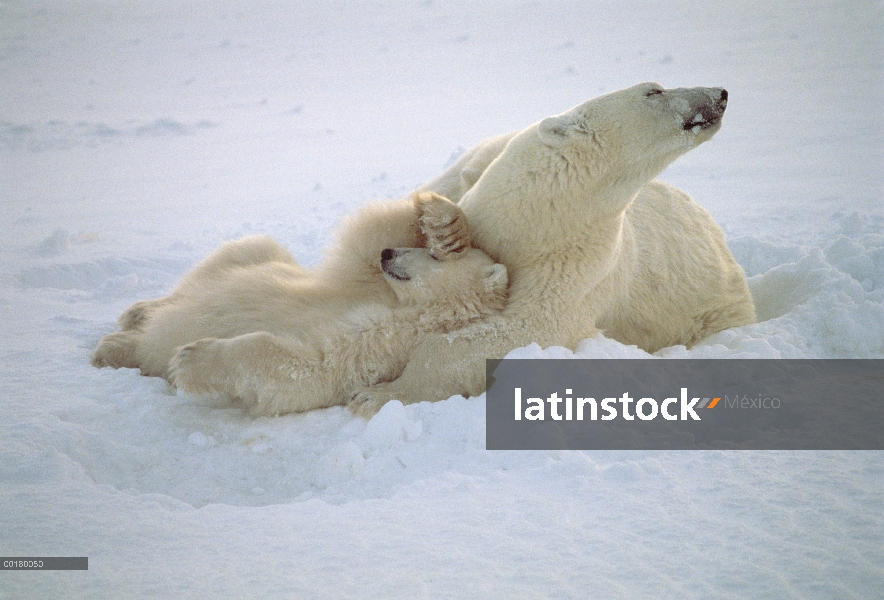 Cachorro de oso polar (Ursus maritimus) con pata sobre ojos, ubicado en el pecho de las madres, Parq